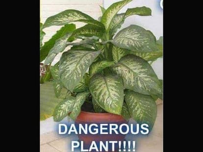 Careful! Money plant is poisonous.