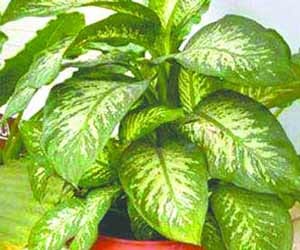 Careful! Money plant is poisonous.