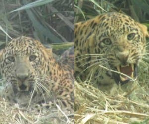 Leopard afraid of fear.
