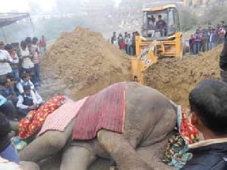 Wreck things, the death of the elephant