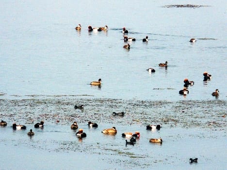 Siberian birds