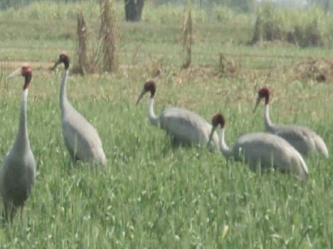 Stork started calculating two-day winter