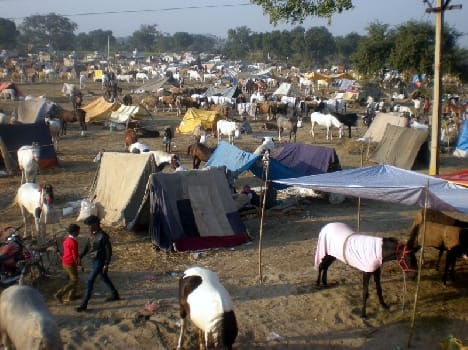 Rituals began with the cattle fair