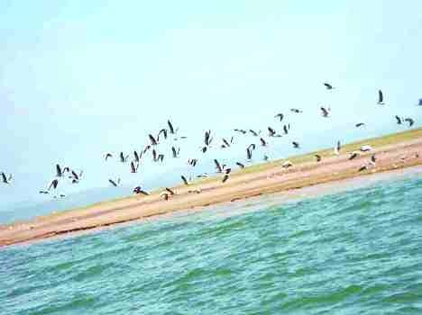 pong dam news.