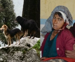 domestic dogs save woman from bear.