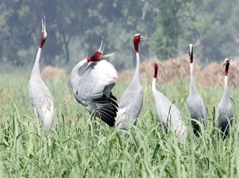 Increasing the state bird of the stork population in the district