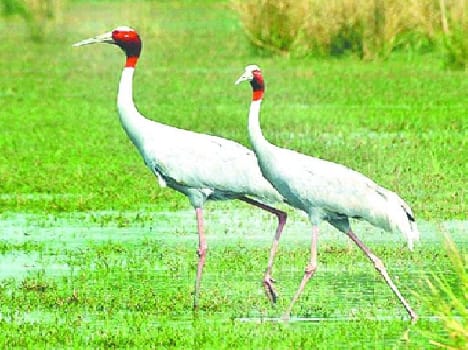 Stork is appealing to King Dushyant Prnysthli