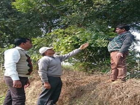 Being sterile soil defend Neem