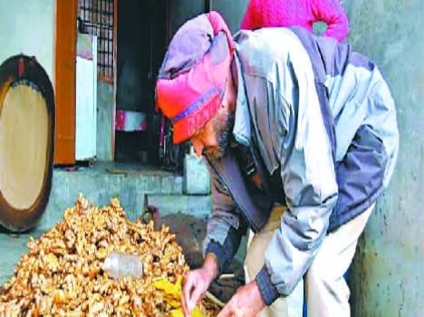 Getting to market with acid washing of ginger