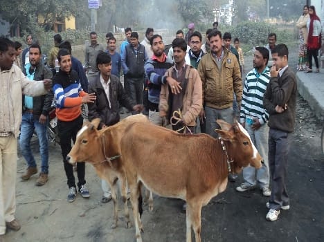 Sena animals Including two men finally picked up