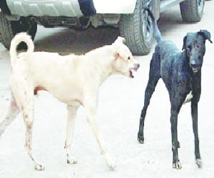 Outdoor plays child wounded by dogs
