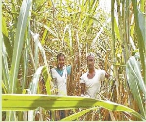 sugar mills stopped residual payment.