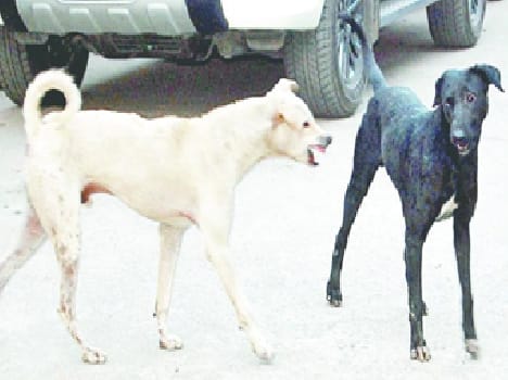 Now pick up the dog Municipality