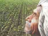 50 percent crop damaged due to water shortage