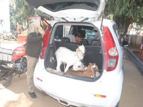 Public four goat thieves caught