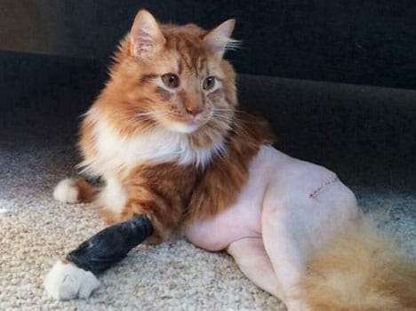 cat looks like half chicken due to bare body