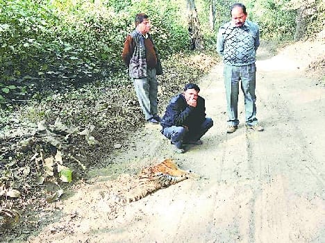 The female tiger cub found dead