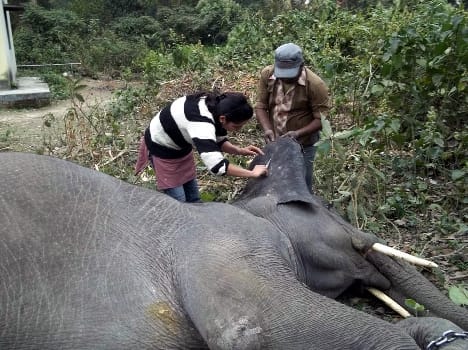 Rupakli being cured