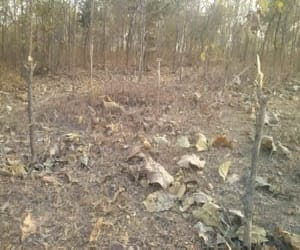 forest department will take action against mafia in New Year