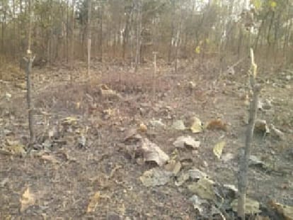 150 trees are cutted in lucknow