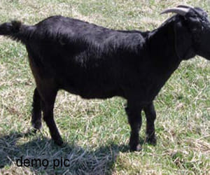 Police looking goat: four years of age, color, black and muscular body