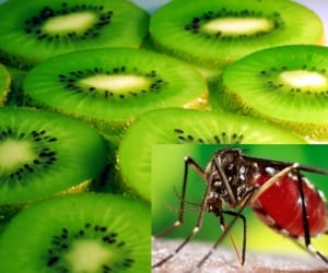 kiwi save from dengue.