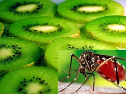 kiwi save from dengue.