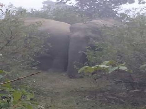 Cunapathr elephants violence