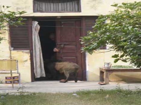 Wild boar raised the terror, six injured