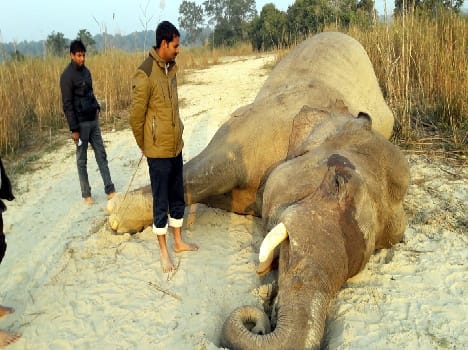 North Kheri wild elephant Bodies found in division