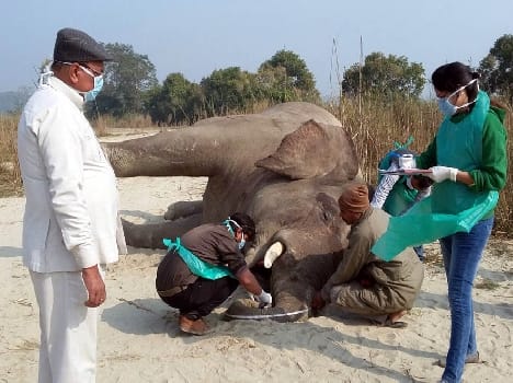 Natural death Was struck elephant