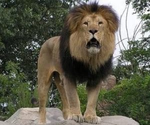 Lions to be brought in etawah lion safari.