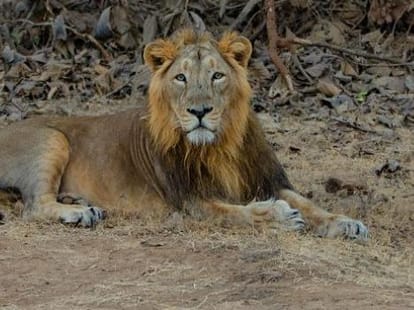 Lions to be brought in etawah lion safari.