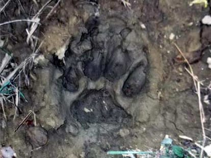 Hardoi: Tiger's roared, the villagers panic.