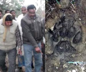 Hardoi: Tiger's roared, the villagers panic.