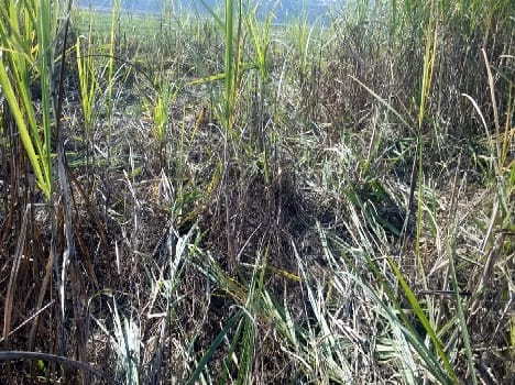 Herd of wild elephants in Dhuskia reach population , chaos