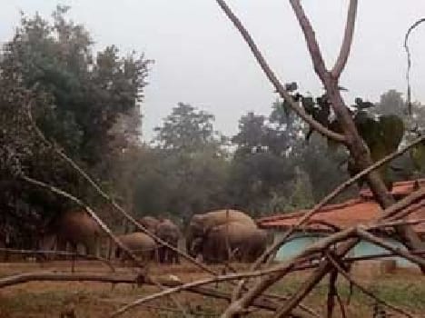 The elephants went on a rampage