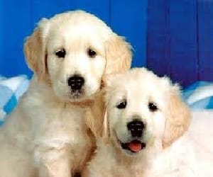vaccination of dog