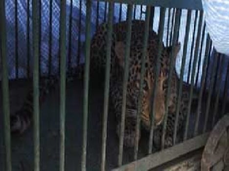 I caught from Kanpur team Leopard