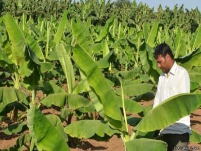 patel farmers exporting bananas to pakistan