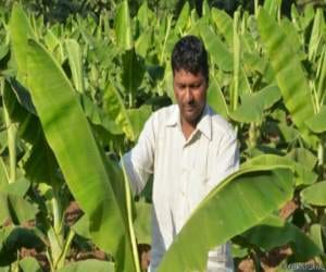 patel farmers exporting bananas to pakistan