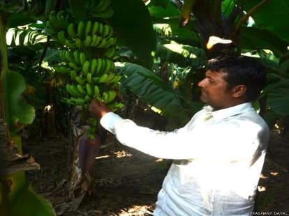 patel farmers exporting bananas to pakistan