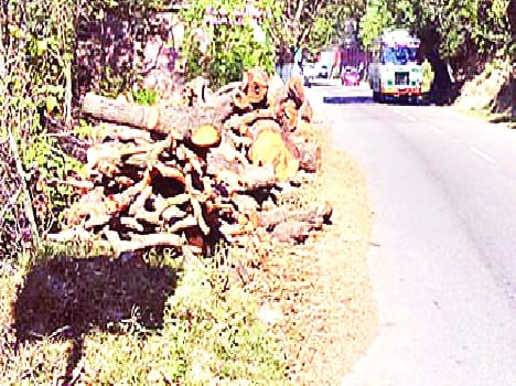 Trees along the highway drove saws