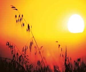 affect of high temperature in january