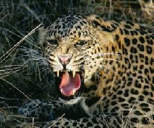 Gurgaon corporations decision became dangerous for leopard