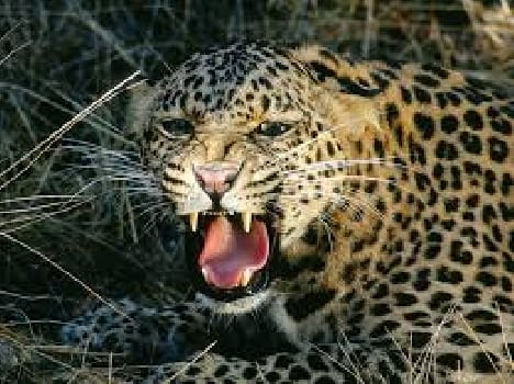 leopard terror in udhampur