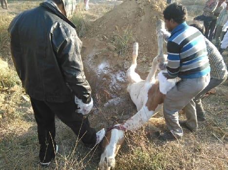 docters make dead dengerous disease infected horse