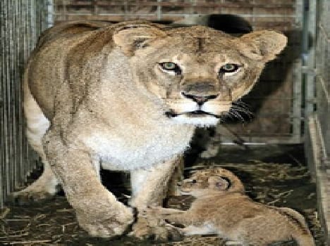 Tigress found in Hardoi footprint