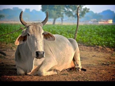 A year after declaring the land transferred to cow sanctuary