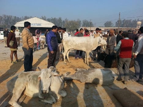 Progeny laden truck caught